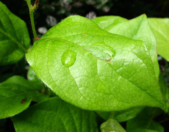 drop